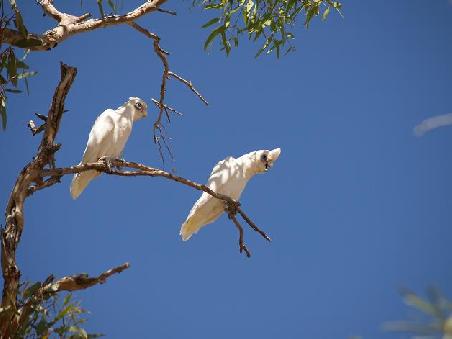 Nackaugenkakadus beim Laermmachen
