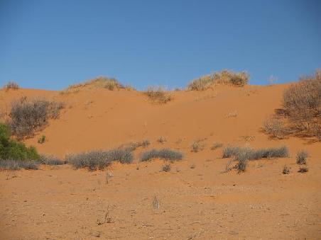 Irrapatana Sandhills auf dem Oodnadatta Track