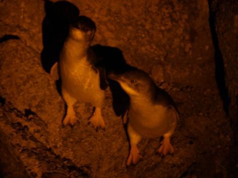 Pinguine auf Granite Island
