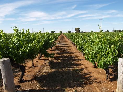 Weinfeld bei Coonawarra, beachte die rote Erde