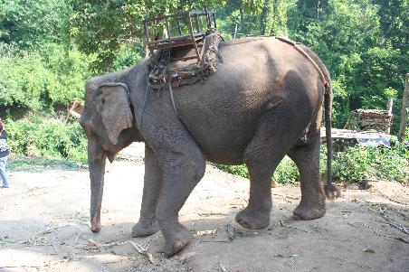 unser Dumbo