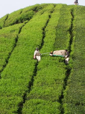 mühsame Tee-Ernte - auf den kleinen Pfaden lauern laut unseres Guides immer mal Kobras