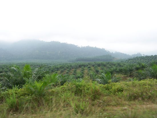 Palmöl-Plantagen soweit das Auge reicht - wenn man bedenkt, dass dies alles einmal Urwald war... macht nachdenklich.
