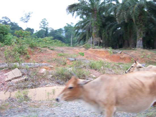 "Bordstein-Kälbchen" 