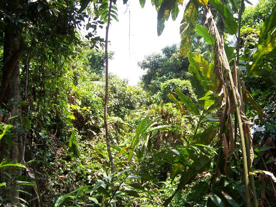 einer der Wege, etwas tiefer im Wald...