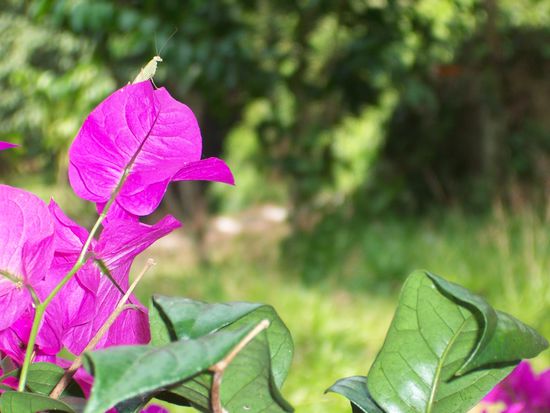 auf einer Lichtung: mit Gottesanbeterin