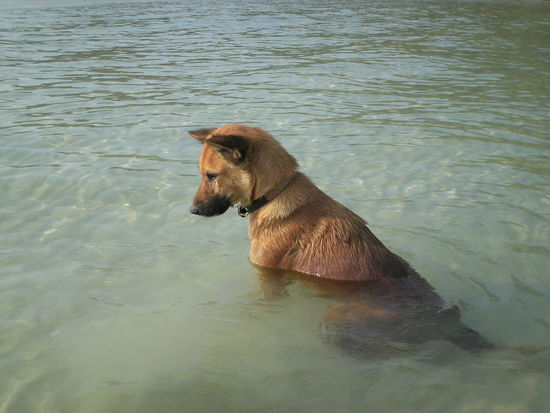 Da stehen sogar die Hunde bis zum Hals im Wasser!