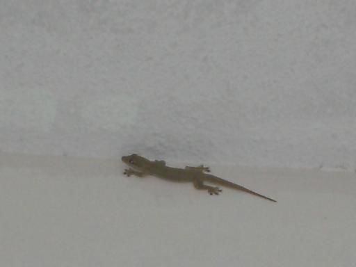 Minilizard