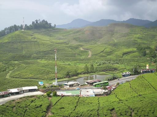 Teeplantagen