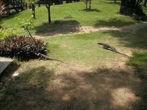 zwei Monitor Lizards spazieren durch den Garten
