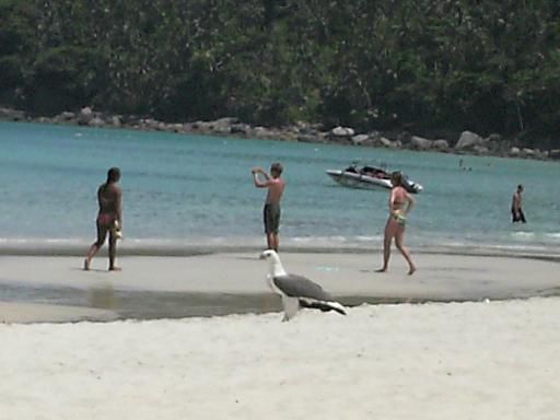 der Seeadler spaziert am Strand zwischen Touristen