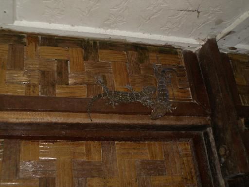 kleiner Lizards an meiner Tür