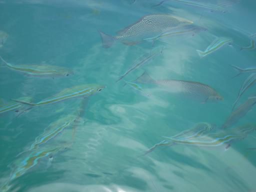 Fische füttern