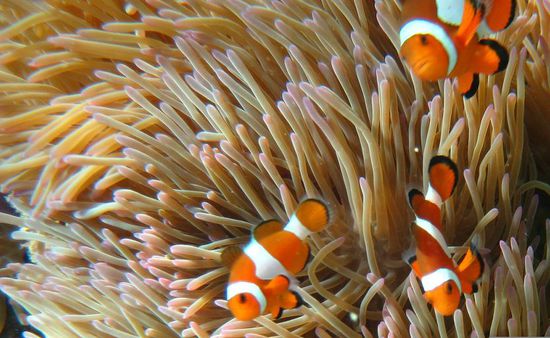 Finding Nemo... HAB IHN!!! 
Der schwimmt glücklich durch die Anemonen mit seiner Familie!