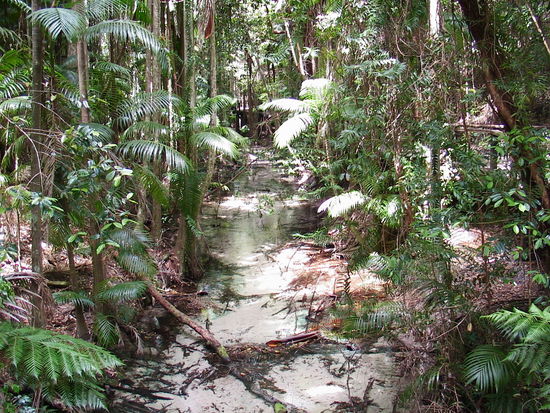 Es gibt eine Vielzahl von Lebensräumen auf Fraser Island. Dazu zählen Mangrovensümpfe, Buschland und Eukalyptuswälder. Auch finden sich Sanddünen die mit tropischen Regenwald bedeckt sind - entsprechend reichhaltig ist die Tier- und Pflanzenwelt. Fraser Island ist die Heimat von über 350 Vogelarten, darunter z.B. der Australische Austernfischer und die Seeschwalbe, sowie etwa 40 Säugetierarten. An der Küste gibt es Soldatenkrabben und im Küstengewässer viele seltene oder bedrohte Tierarten wie Delphine, Meeresschildkröten, Buckelwale oder das Dugong. Die Süßwasserseen im Inselinneren beheimaten viele Fischarten und Süßwasserschildkröten.