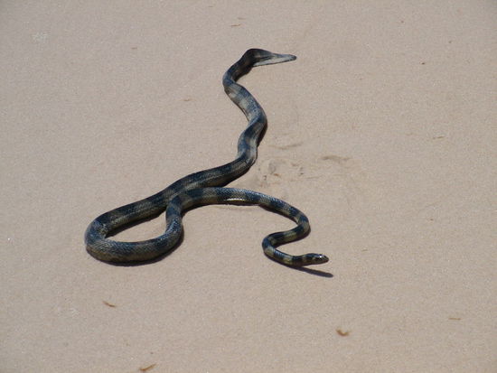 Die Flut hat diese giftige Wasserschlange an den Strand gespuelt.
Ihr Kopf ist vielleich so gross wie der kleine Finger.