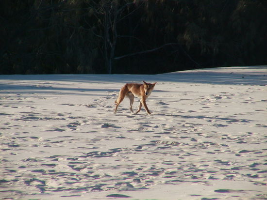 Da haben wir zum Schluss noch nen Dingo gesehen!