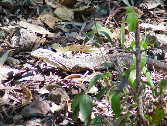 War vielleicht 30 bis 40 cm lang.