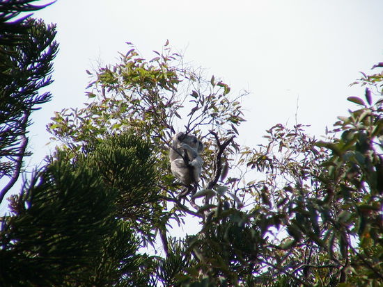 Von denen gibt es eineige auf der Insel.