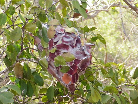 Diese Gelbilde werden von Ameisen bebaut.