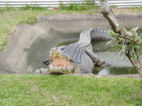 Das war das groesste mit ueber 5 Metern Laenge!