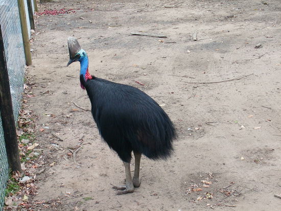 Cassowary