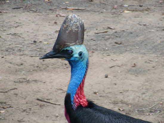 Cassowary