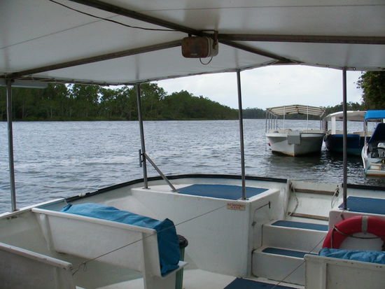 Dann ging es mit dem Boot in die Mangroven auf der Suche nach Schlangen, Krokodilen und anderem Zeug.