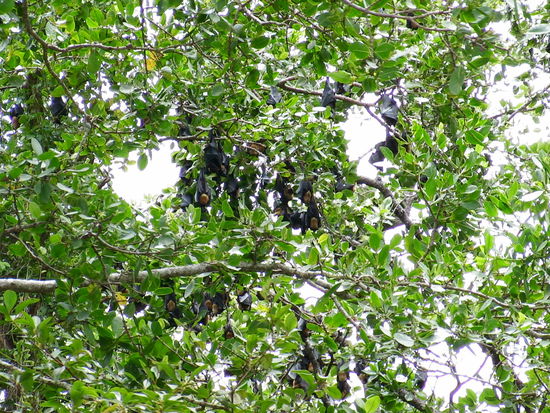 Jede Menge Blutsauger!