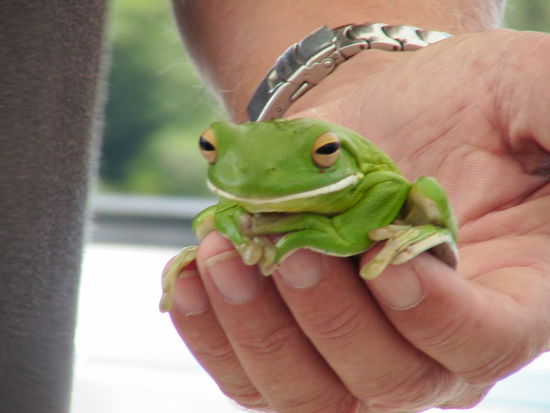 Es gibt auch wenig gerfaehliche Tiere hier! Hier in gruen
putzig!