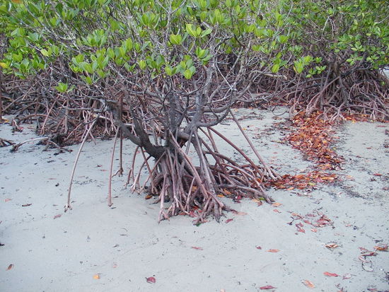 Cape Tribulation Beach