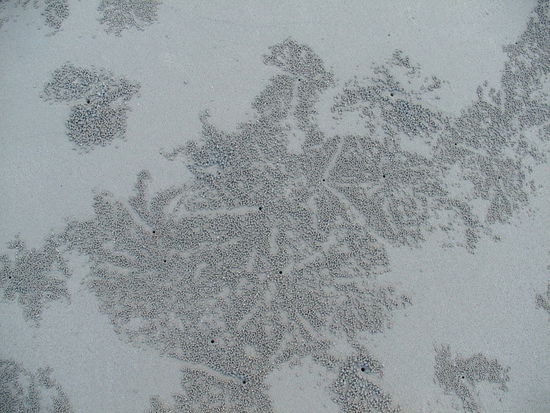 Hier sind kleine Krebschen am Werk