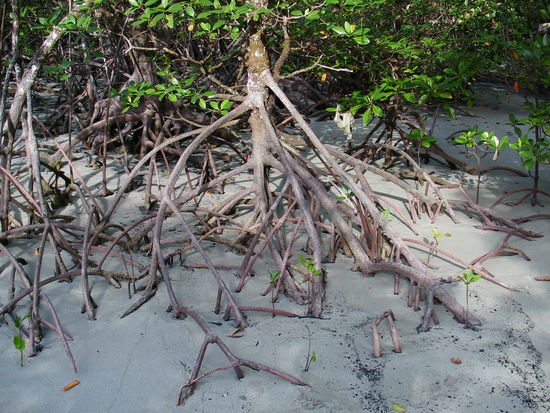 Cape Tribulation Beach