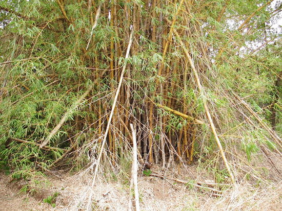 ...durch Bambuswaelder...