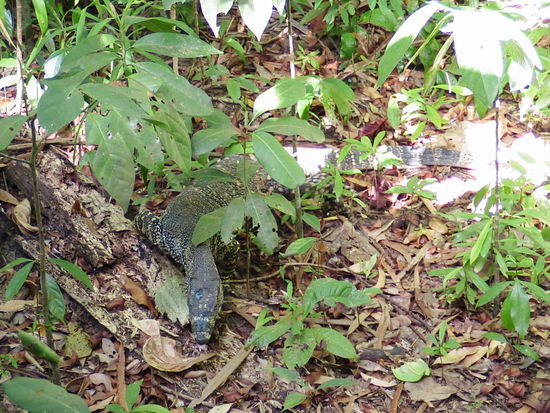 ...vorbei an gefaehlichen Tieren... und das alle bei 40 Grad im Schatten!
IHDL
DM