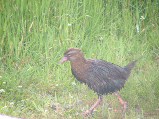 Das ist kein Kiwi, hat aber wie auch der Kiwi und viele andere Voegel in NZL mangels Feinde das fliegen verlernt.
