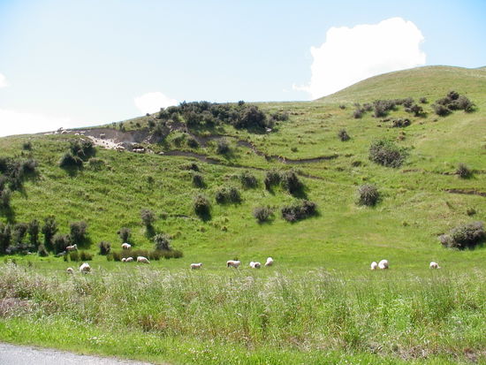 Schaefchen (insgsammt mehr als 50 Millionen in NZL)