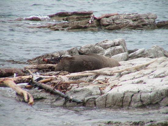 Das ist noch kein Wal