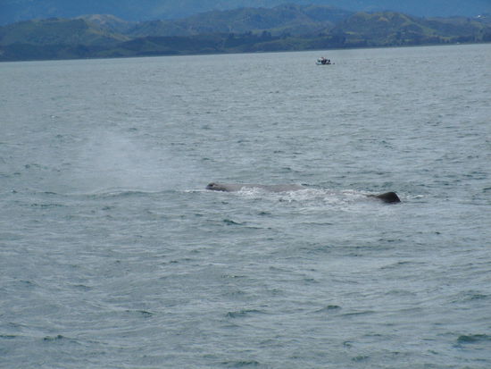 Das ist einer von drei Pottwalen die wir gesehen haben.