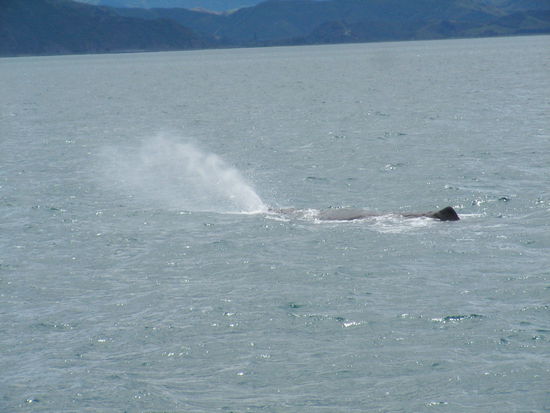 Hier blaesst er gerade aus