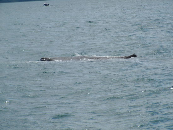 Die Pottwale tauchen fuer etwa 40 bis 60 Min um dann fuer einige Minuten Luft zu holen.