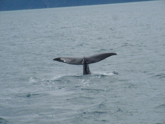 Hier geht es wieder auf Tauchgang (bis ueber 1000 Meter tief!)