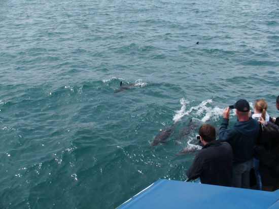 100e von Delfinen rings ums Boot