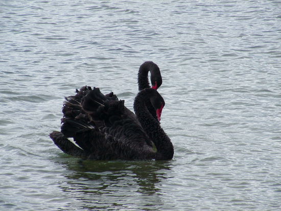 Schwarze Schwaene