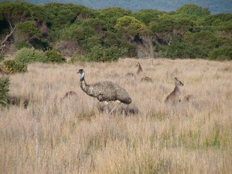 Das ist ein Emu und im Hintergurd wie man sieht jede Menge von den Hopplern der Namensgebung zu bestimmen ist.