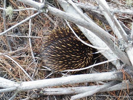 Echidna - so eine Art Igel nur putziger und mit dickeren scharferen Stacheln
