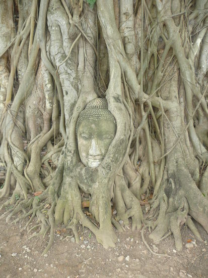 das war mal eine ganze Statue, di sich der Baum nach und nach einverleibt hat