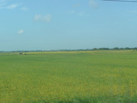 Reisfelder so weit das Auge reicht