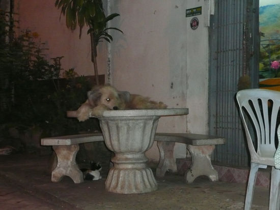 Da liegt der Hund wo er hin gehoert...