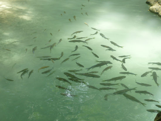 und die Fische, die mich zum Mittag wollten